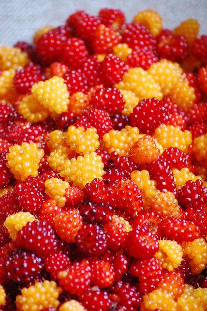 Rustic Berry Trove: Countryside Harvest Gems