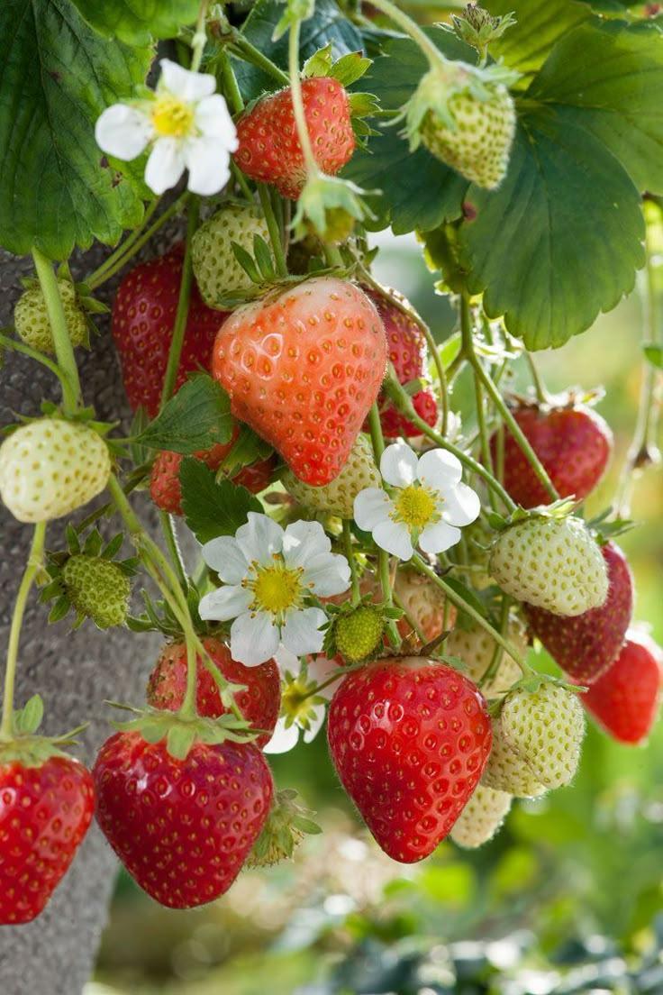 Sun-Kissed Jewels: Pure Berry Assortment Crate